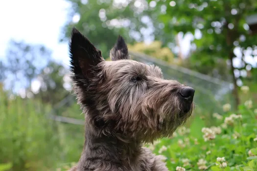 Scottish Terrier dog