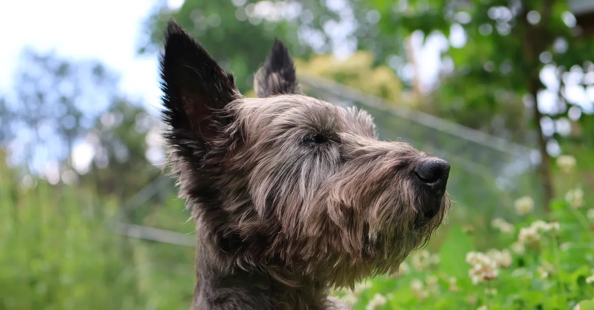 Cairn Terrier dog portrait amidst lush green grass and blooming clovers in spring garden.