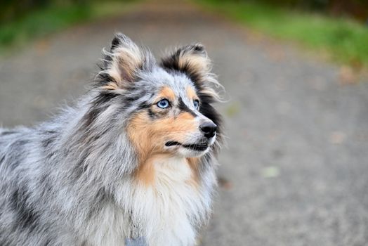 Shetland Sheepdog dog