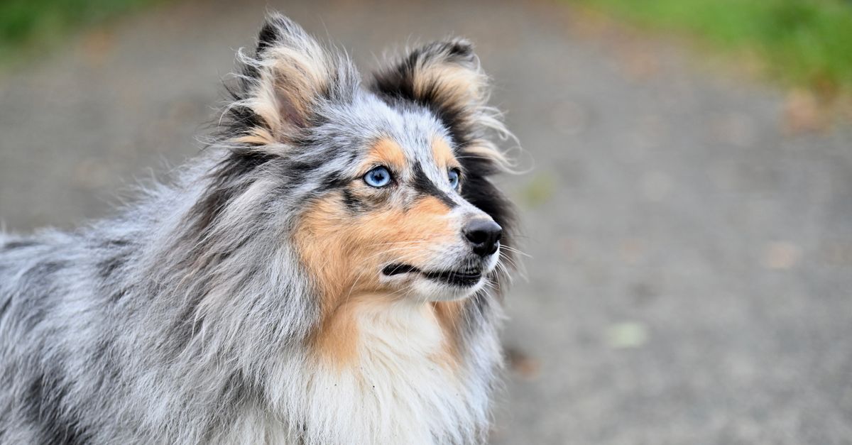 A cute and furry Shetland Sheepdog with blue eyes stands alertly in a park setting.