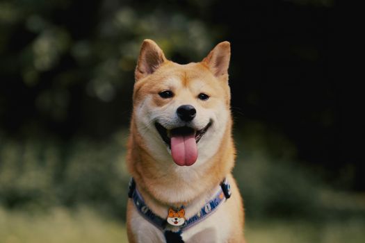 Shiba Inu dog