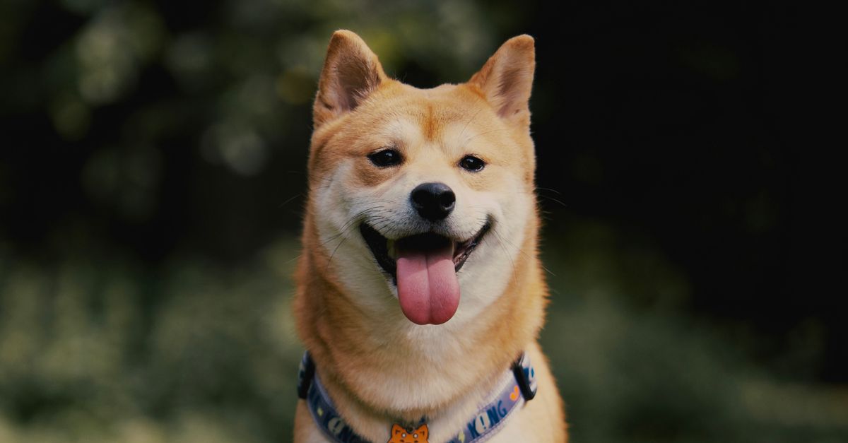 Cute Shiba Inu smiling with tongue out in outdoor portrait. Perfect pet photo.