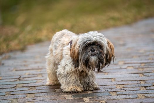 Shih Tzu dog