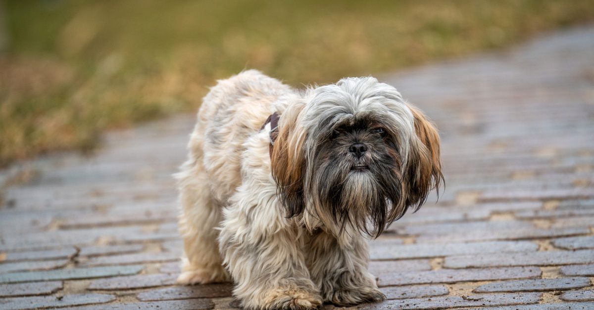 Charming Shih Tzu dog walking on a cobblestone path. Ideal for pet lovers.