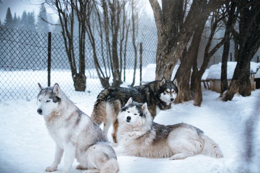 Siberian Husky dog