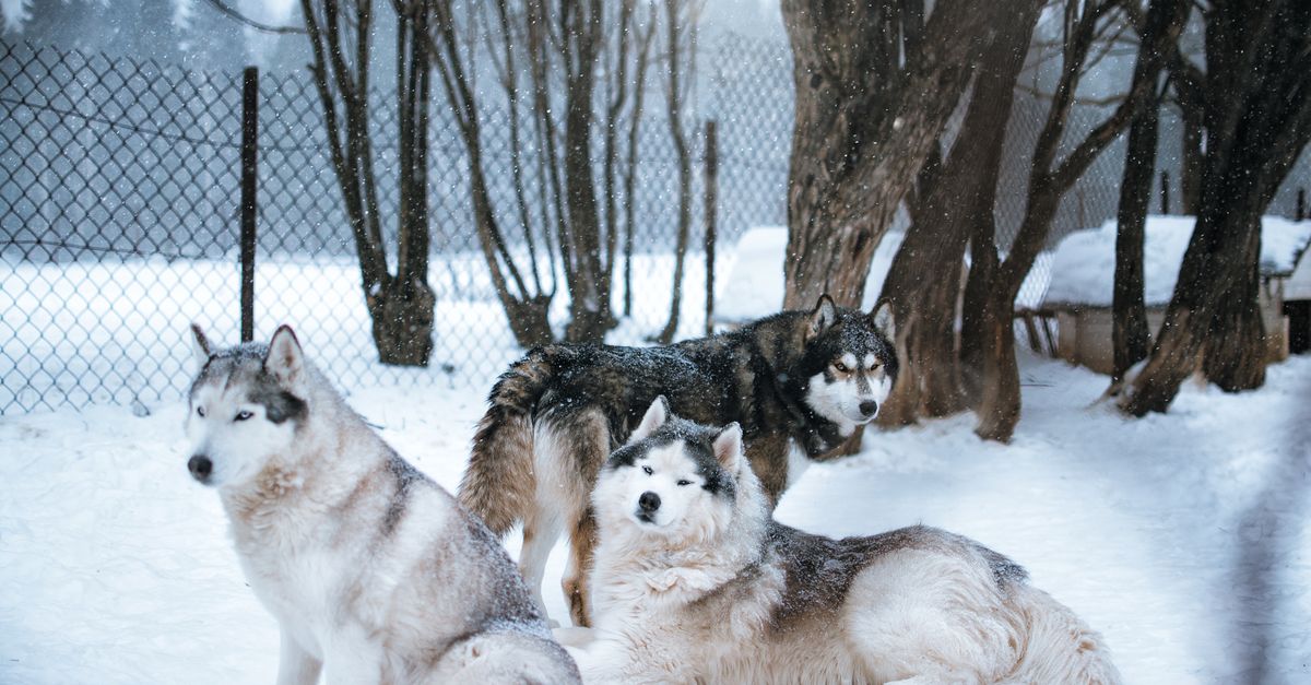 Three beautiful Siberian huskies relaxing in a snowy landscape.