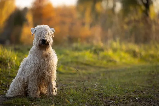 Soft Coated Wheaten Terrier dog