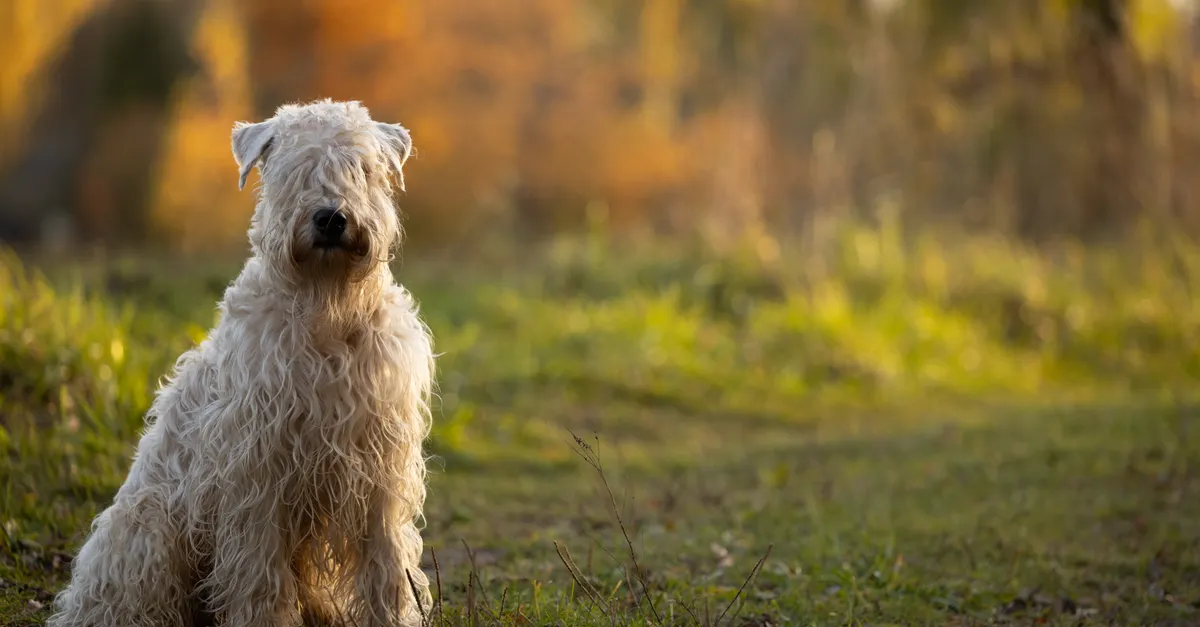 A fluffy Soft-Coated Wheaten Terrier poses in a picturesque autumn field with golden foliage.