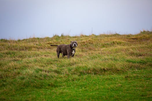 Staffordshire Bull Terrier dog