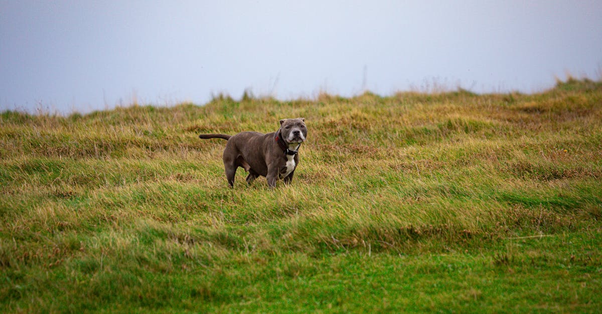 A Staffordshire Bull Terrier standing on a lush green meadow in England.