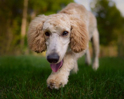 Poodle (Standard) dog