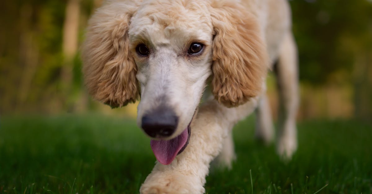 Close-up of a cute poodle with fur details, walking on lush green grass.