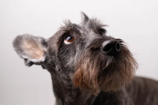 Standard Schnauzer dog