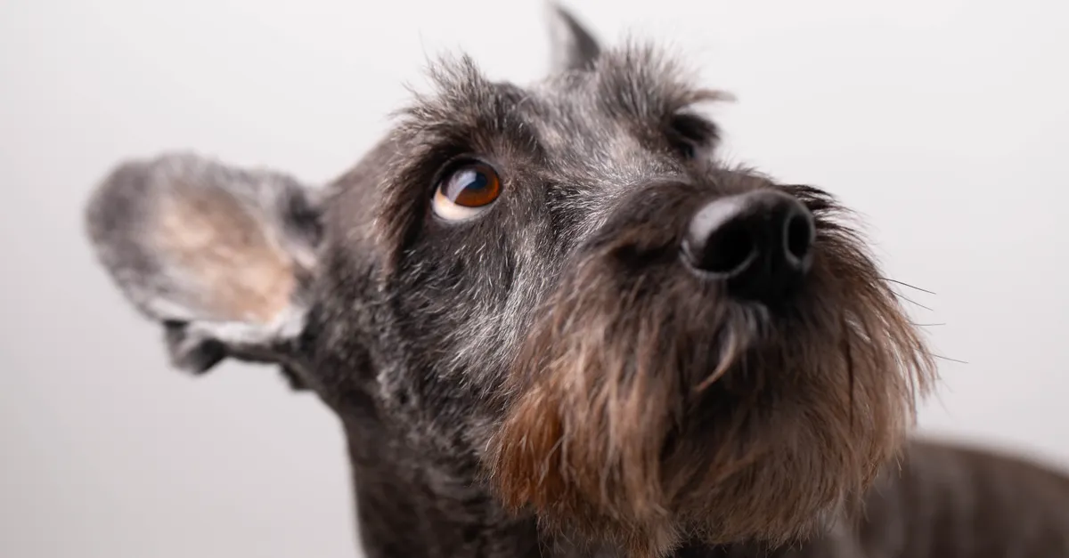 Adorable Schnauzer dog looking upwards, showcasing its distinct facial features.