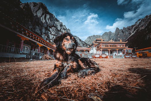 Tibetan Mastiff dog