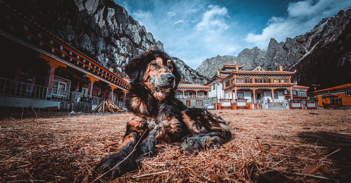 A Tibetan Mastiff lying on the ground in front of a traditional Buddhist monastery with mountains in the background.