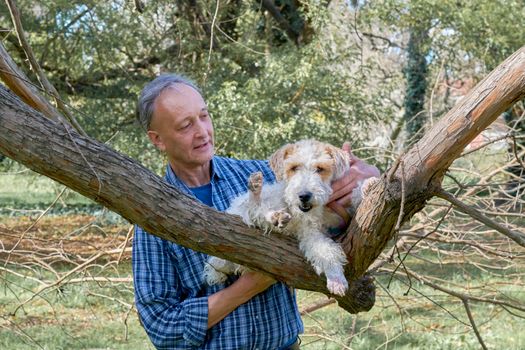 Toy Fox Terrier dog