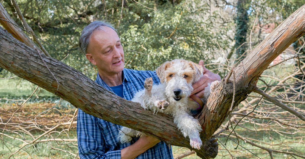 A man holds a dog in a tree amidst lush greenery in a park.