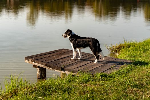 Treeing Walker Coonhound dog