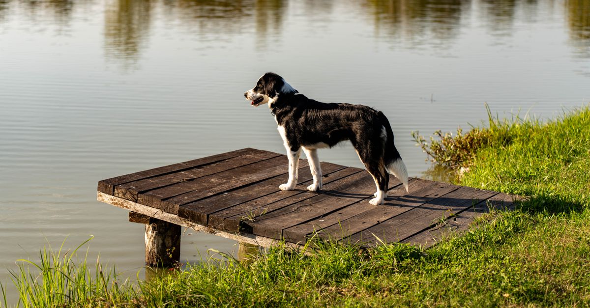 A Border Collie dog stands on a wooden pier overlooking a calm lake, surrounded by greenery.