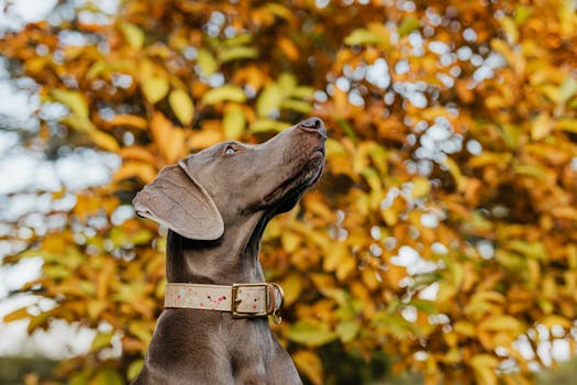 Weimaraner dog