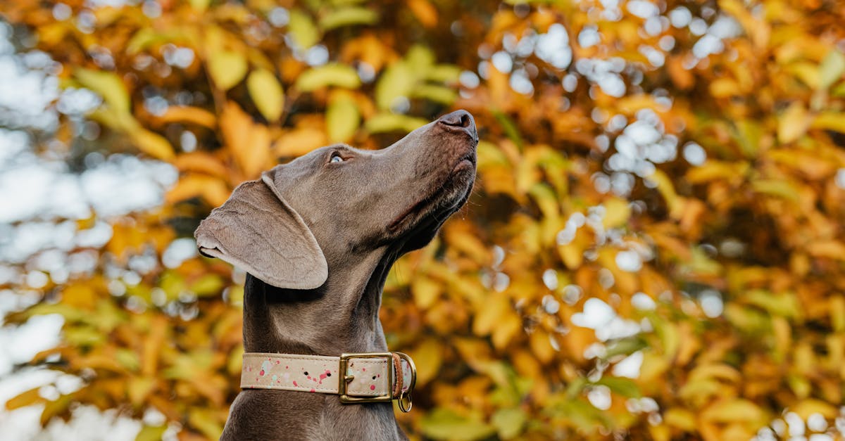 A Weimaraner dog with a collar looking up amidst vibrant autumn leaves, captured outdoors.