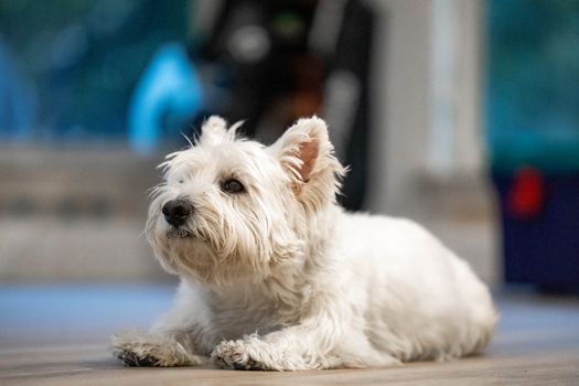 West Highland White Terrier dog