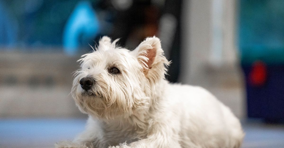 Westie dog lying on a wooden floor, charming and fluffy.