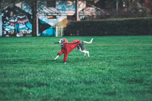 Whippet dog