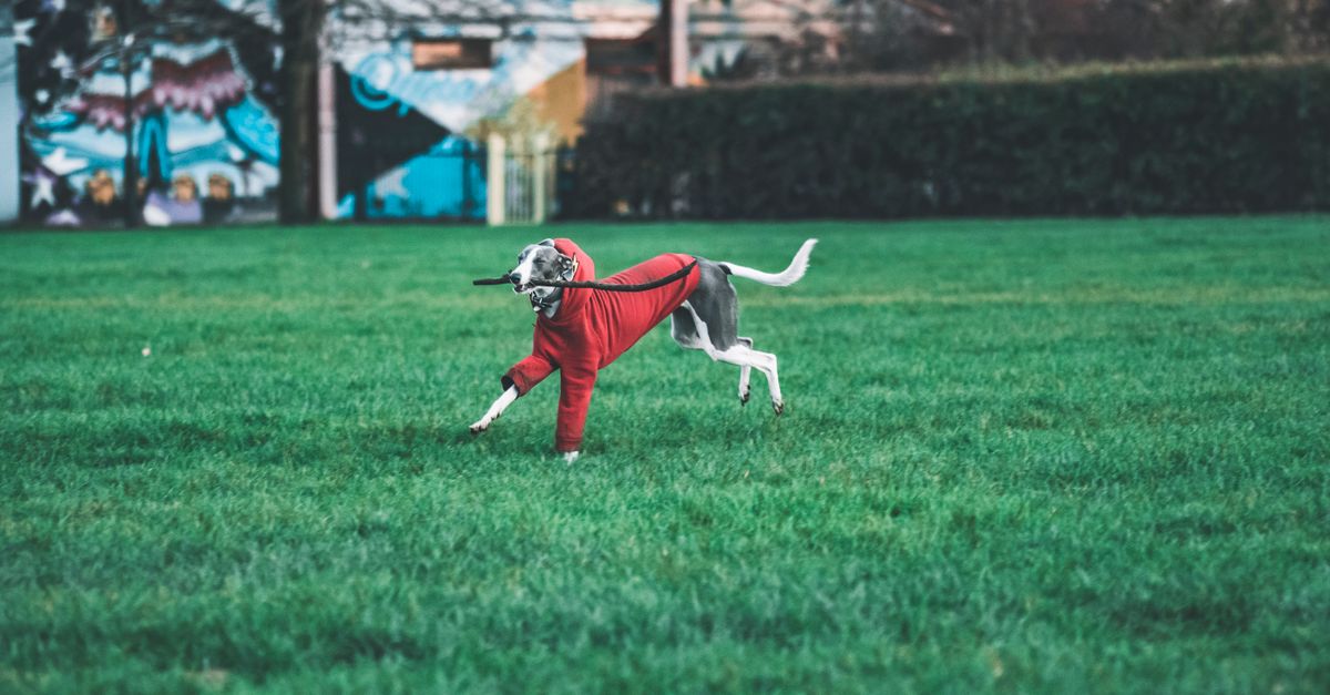 A joyful dog in a red coat runs across a grass field, enjoying outdoor play.