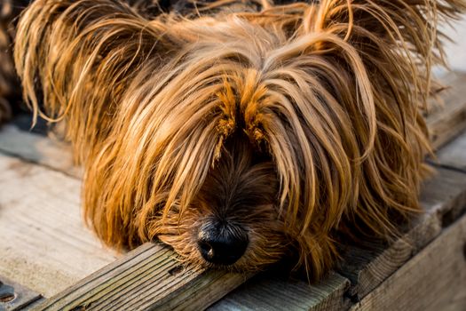 Yorkshire Terrier dog