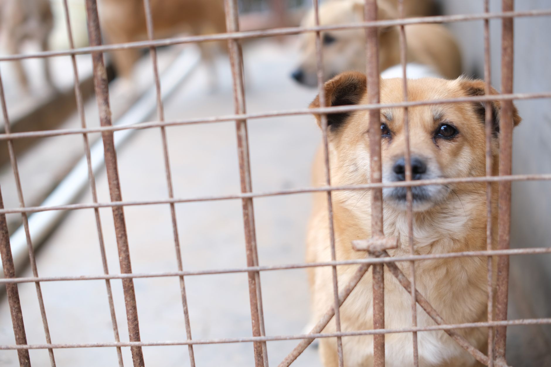 A soulful brown dog peering through a metal cage, capturing a moment of animal life in shelter.