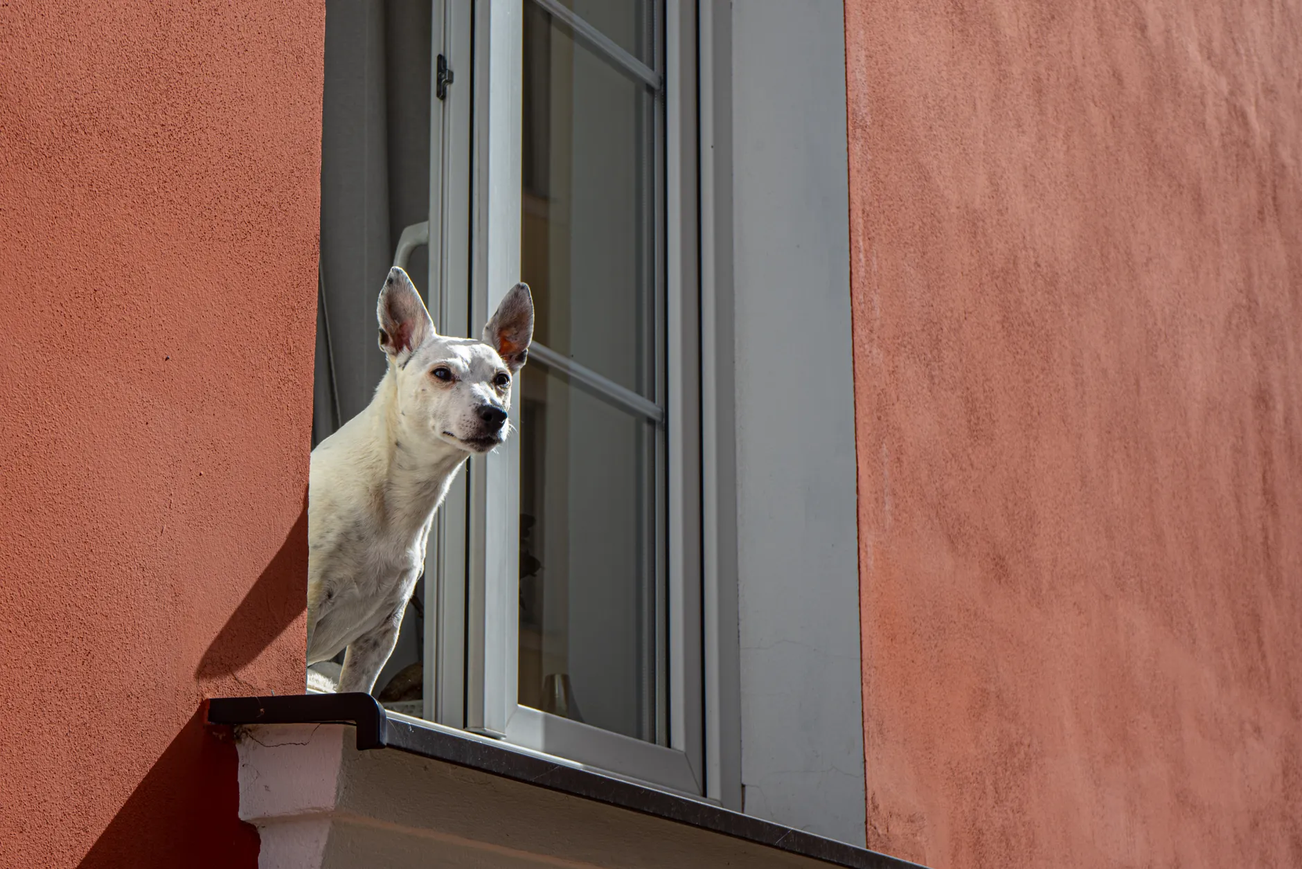 A white dog looks out from an open window set against a vibrant orange building wall.