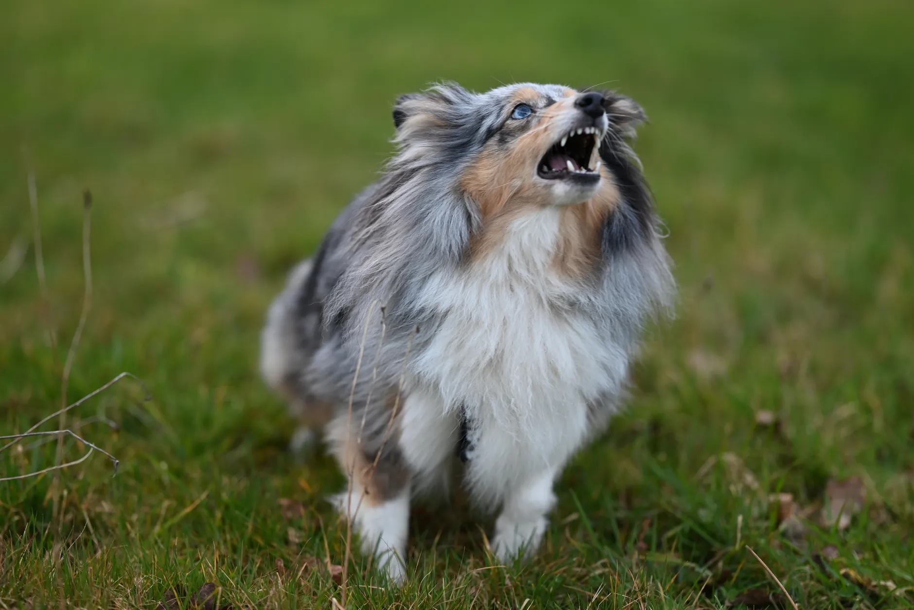 A vocal Shetland Sheepdog expressing itself energetically on a grassy field.