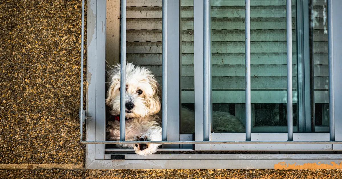 A fluffy dog peeks through window bars, creating a charming and curious scene.