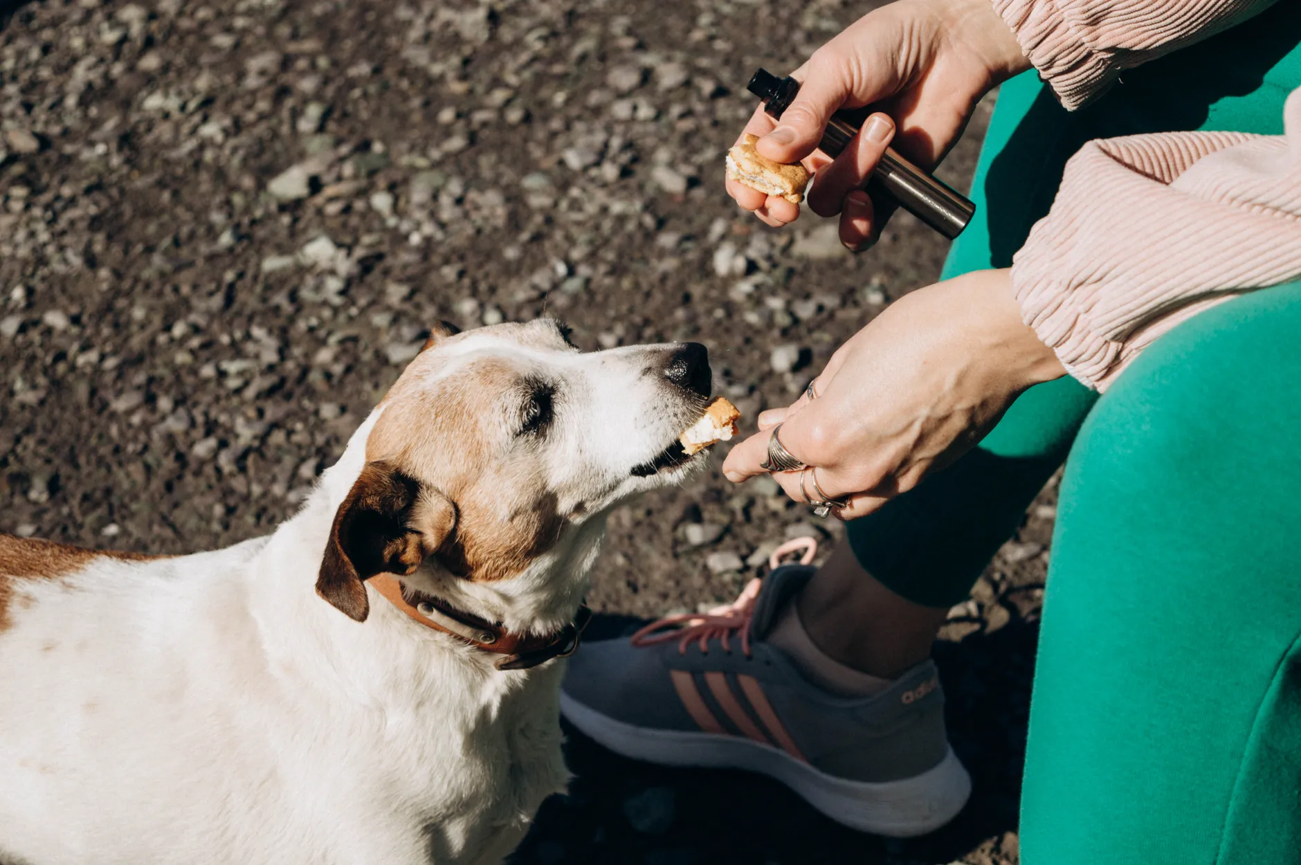 Close-up of a woman giving a treat to a dog outdoors on a sunny day.