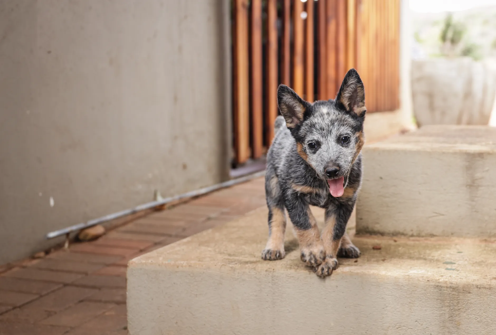 Cute Australian Cattle Dog puppy playing on outdoor steps with tongue out.