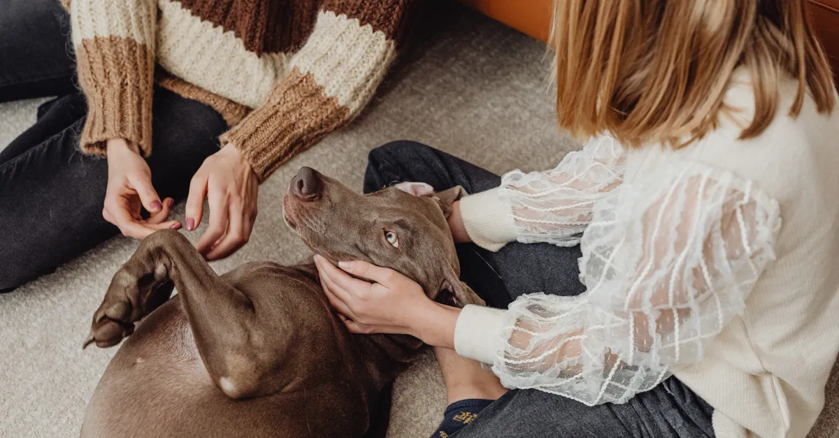 Two children play with their pet dog at home, capturing a moment of fun and companionship.