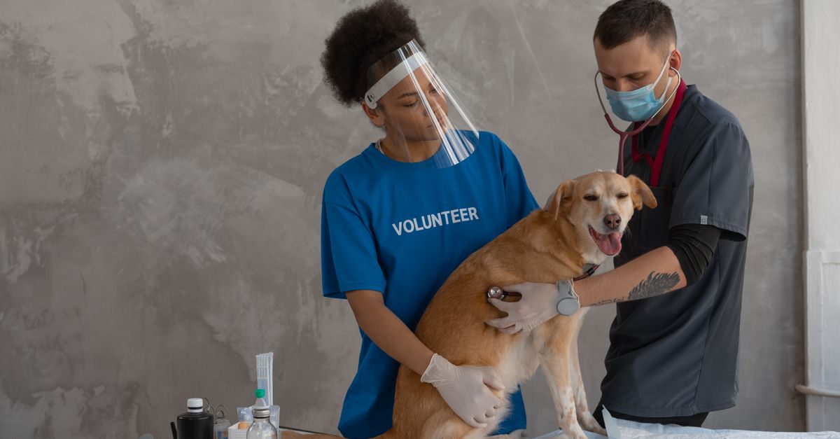 Veterinarian and volunteer examine dog using PPE in clinic setting, promoting pet care.