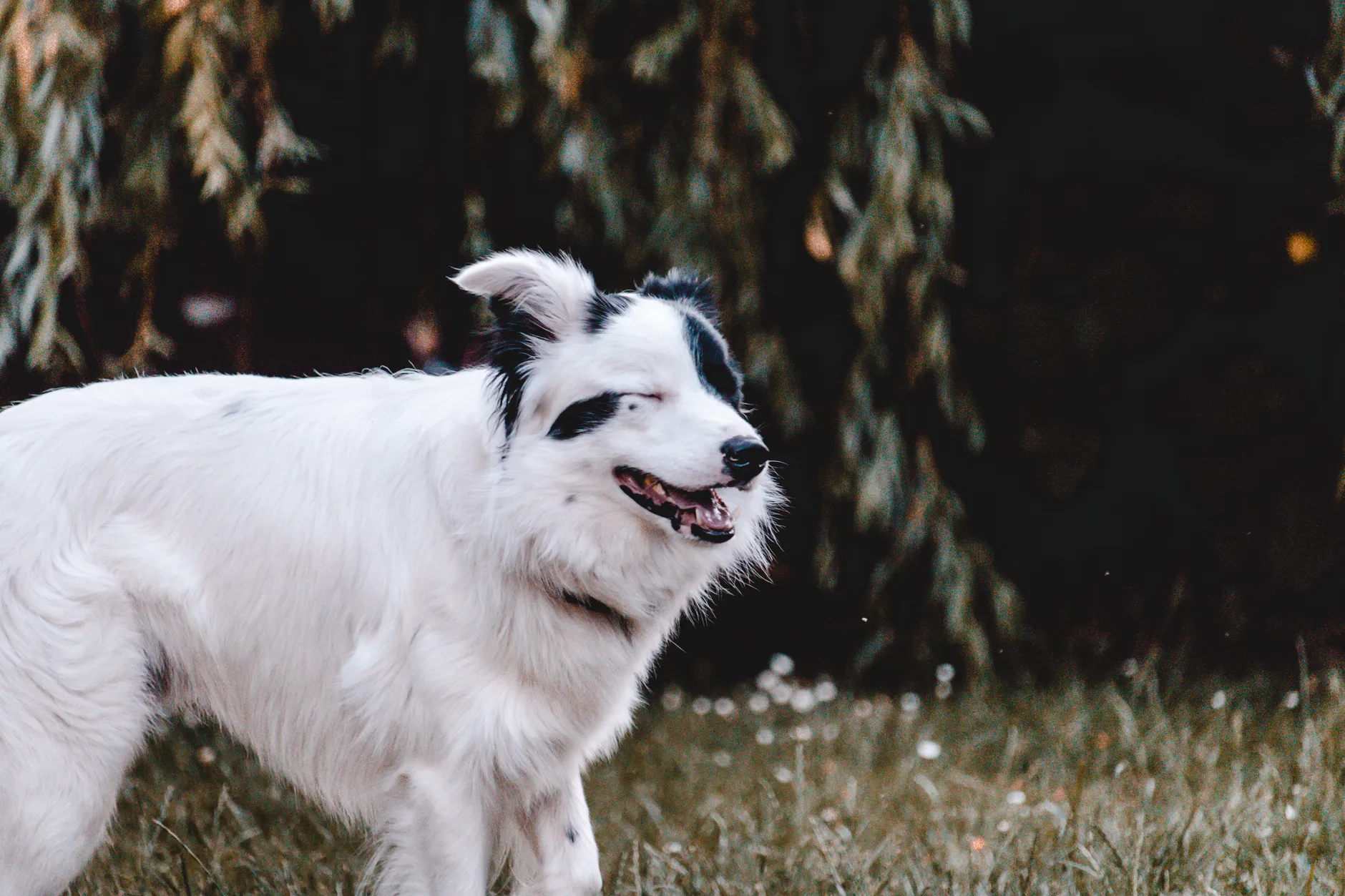 A playful Border Collie enjoying a sunny day in the park, surrounded by greenery.