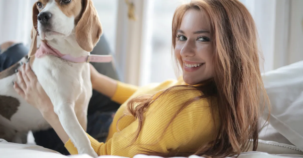 Positive young lady in casual warm yellow sweater lying on bed near window with obedient beagle dog and looking at camera in modern apartment