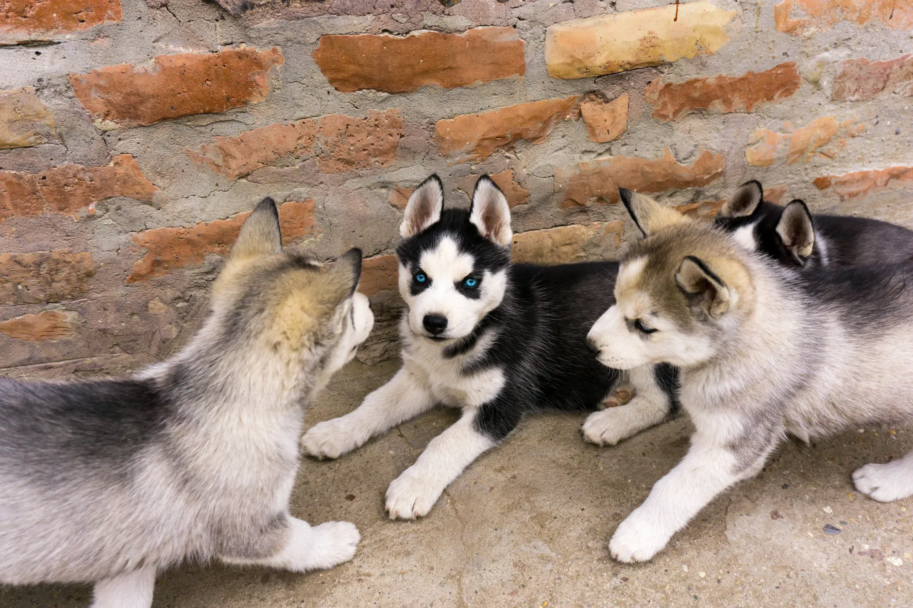 Charming Siberian husky puppies with striking blue eyes playing near a brick wall.