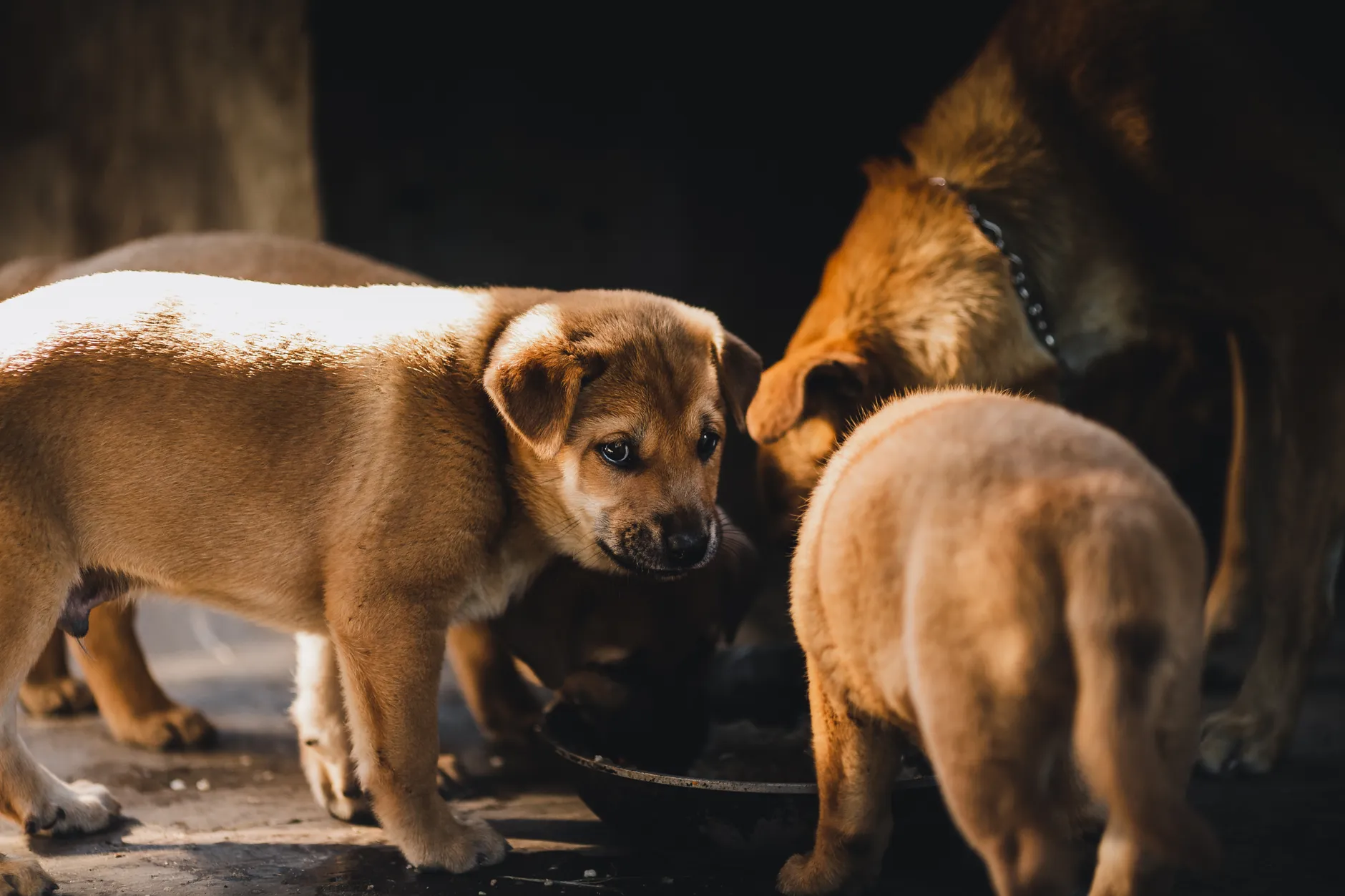 Group of brown puppies feeding together in Kon Tum, Vietnam, in warm natural light.