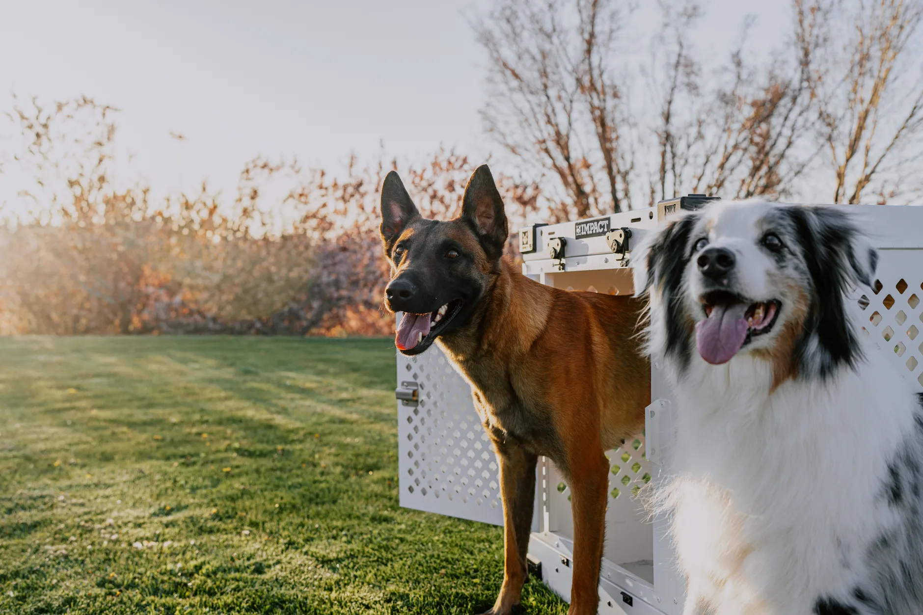 A Belgian Malinois and Border Collie enjoy outdoor play near a dog crate during sunset.