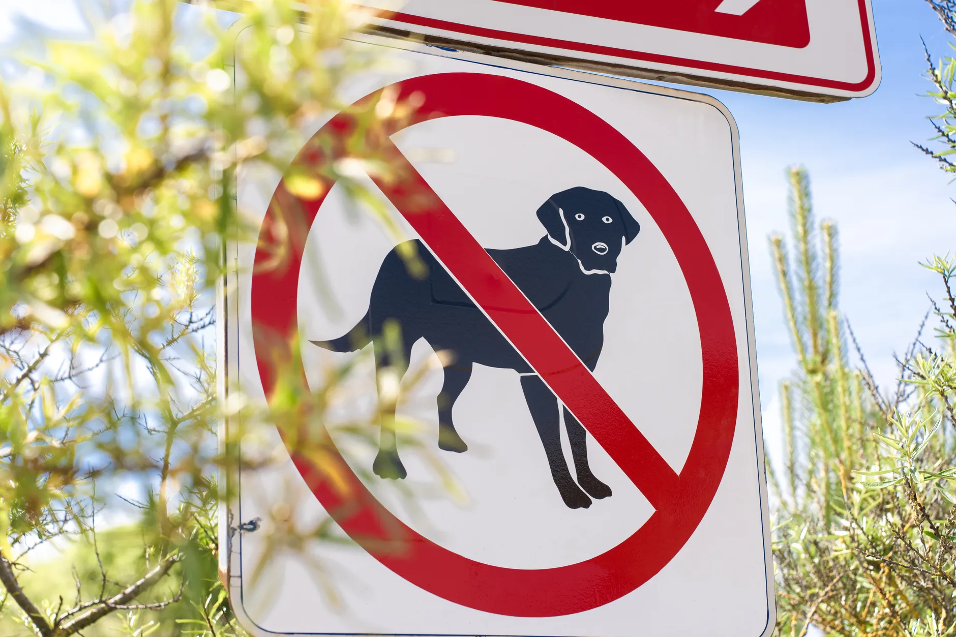 Prohibition sign depicting no dogs allowed in an outdoor setting with foliage.