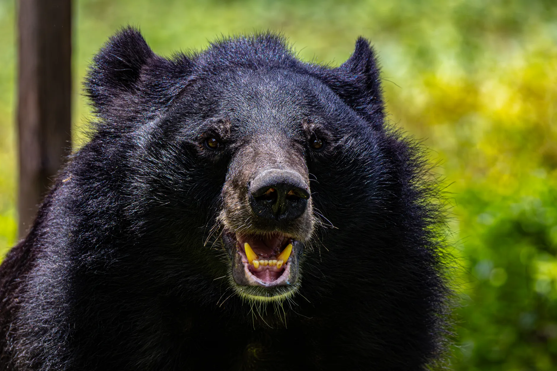 Intense photo of a growling Asiatic black bear in a natural setting, showcasing its fierce expression and strong presence.