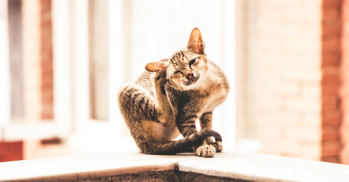 Adorable tabby cat sitting and scratching on a sunny day in Kathmandu.