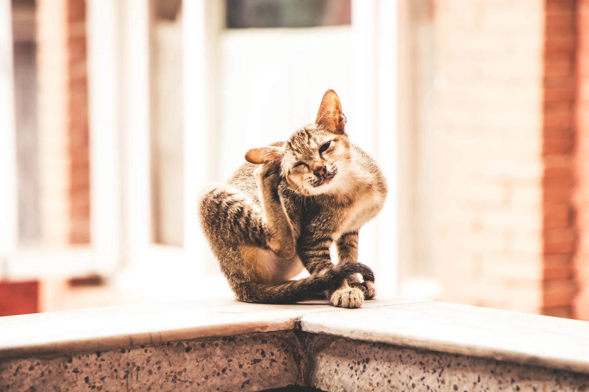 Adorable tabby cat sitting and scratching on a sunny day in Kathmandu.