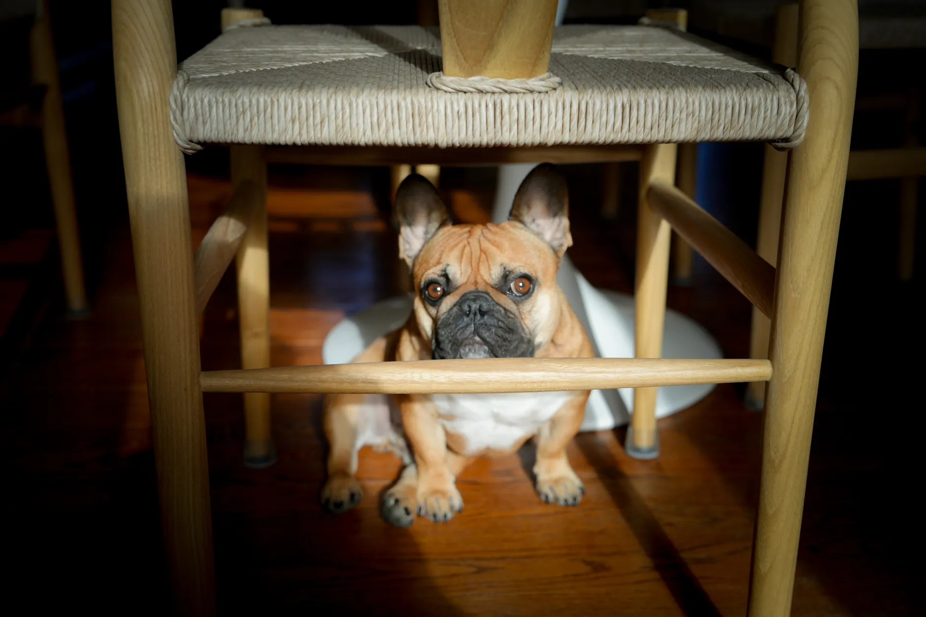 Adorable French Bulldog sitting under a chair, bathed in warm sunlight indoors.