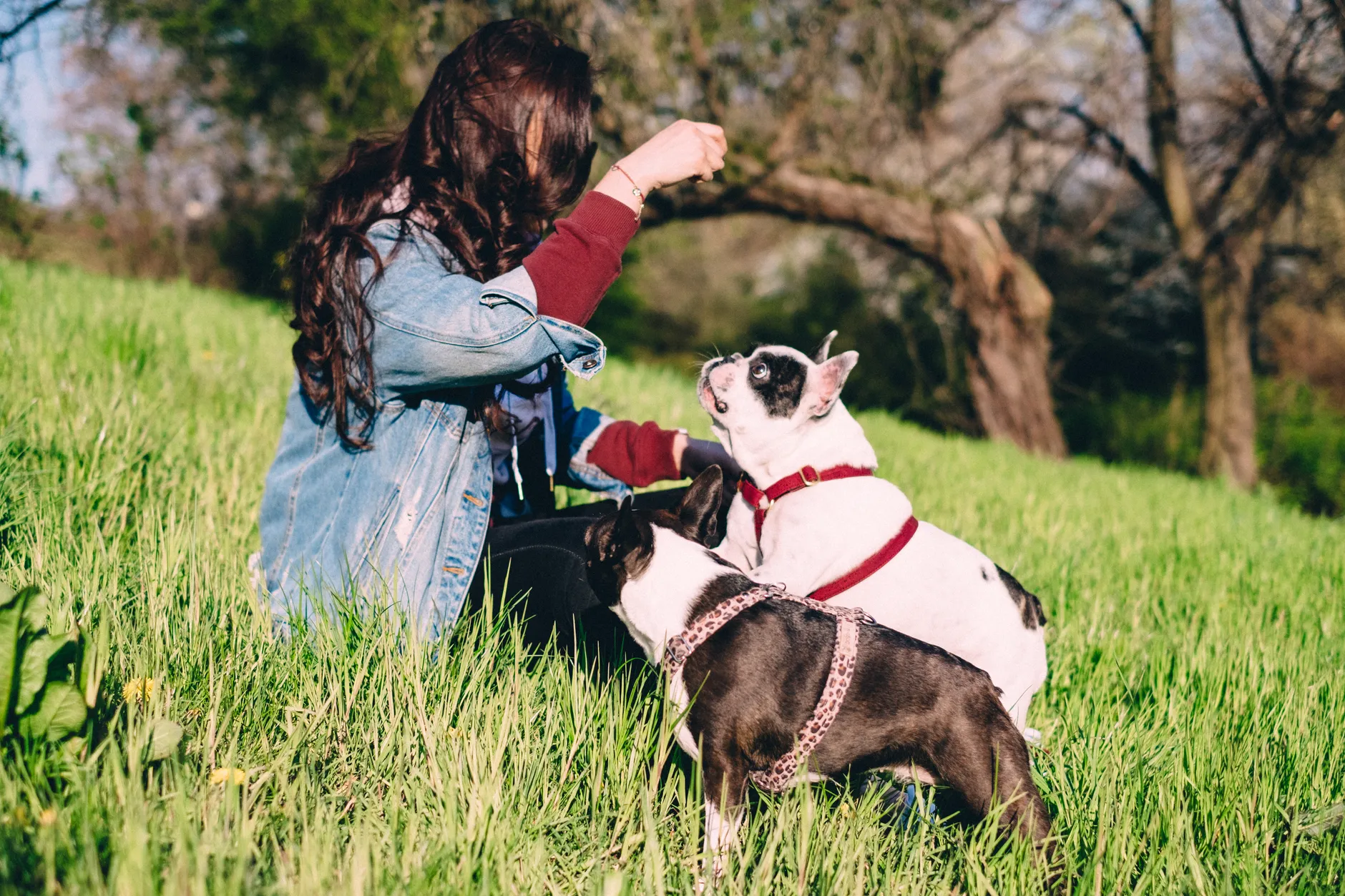 A woman enjoys a sunny day in the park with two French Bulldogs, creating a serene outdoor scene.